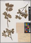 Foto von Salix caprea L.